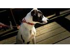 Adopt Mavis a Pit Bull Terrier