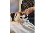 Adopt Opal a Domestic Short Hair