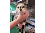 Adopt Lorelei a Domestic Short Hair