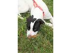 Adopt Dawn a Pit Bull Terrier