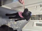 Adopt June a Labrador Retriever