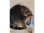 Adopt Ruby 2 a Domestic Short Hair