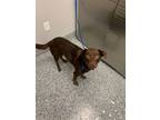Adopt Coco a Mixed Breed