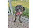 Adopt Delta a Mixed Breed