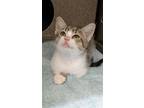 Adopt D.W. a Domestic Short Hair