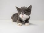 Adopt Tostada a Domestic Short Hair