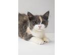 Adopt Heaven a Domestic Long Hair