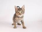 Adopt Jovie a Domestic Short Hair