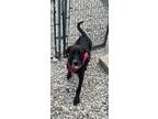 Adopt Mercy a Boxer, Poodle