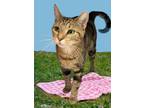 Adopt Sassy a Domestic Short Hair