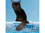 Adopt Shadow a Domestic Short Hair