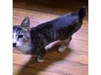 Adopt Duckie a Domestic Short Hair