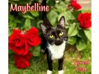 Adopt Maybelline a Domestic Short Hair