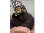 Adopt Dango a American