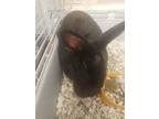 Adopt Doughnut a Flemish Giant