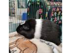 Adopt Gucci with Prada a Guinea Pig