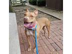 Adopt Goldie a Pit Bull Terrier