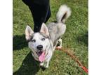 Adopt Kida a Husky