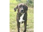 Adopt Hadley a Labrador Retriever, Mixed Breed