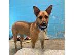 Adopt Penny a Australian Cattle Dog / Blue Heeler, Shepherd