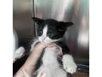 Adopt Coffee a Domestic Short Hair