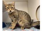 Adopt Gaudette a Domestic Short Hair