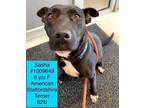 Adopt Sasha a American Staffordshire Terrier, Hound