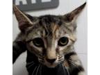 Adopt Skylar a Domestic Short Hair