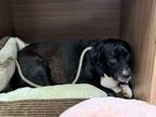 Adopt Gracie a Labrador Retriever, Mixed Breed