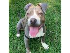 Adopt Rory a Mixed Breed
