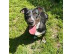 Adopt Pica a American Staffordshire Terrier