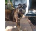 Adopt Gloria a Pit Bull Terrier