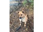 Adopt Penny a Shepherd