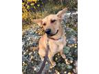 Adopt Goldie a Shepherd, Bullmastiff