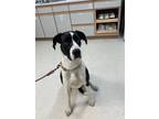 Adopt Clarabell a Great Dane, Cane Corso
