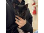 Adopt Sylvie a Domestic Short Hair