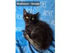 Adopt Mushroom - available soon a Domestic Long Hair
