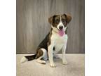 Adopt Gray a Mixed Breed