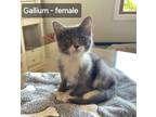 Adopt Gallium a Domestic Short Hair