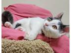 Adopt Brie a Domestic Short Hair