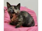 Adopt Yara a Domestic Short Hair
