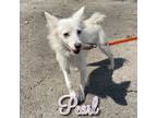 Adopt Pearl a Spitz