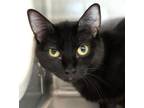 Adopt Star a Domestic Short Hair