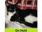 Adopt CW Mom a Domestic Short Hair