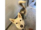 Adopt Honda a Husky, German Shepherd Dog