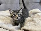 Maine Coon Kitten