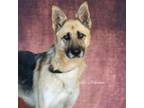 Adopt Fiona a German Shepherd Dog