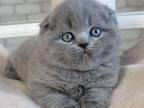 Amur Scottish Fold Male Blue