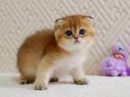 Oscar Scottish Fold Male Black Golden Ticked Tabb