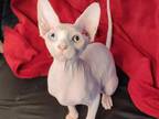 Kamala Canadian Sphynx Female White